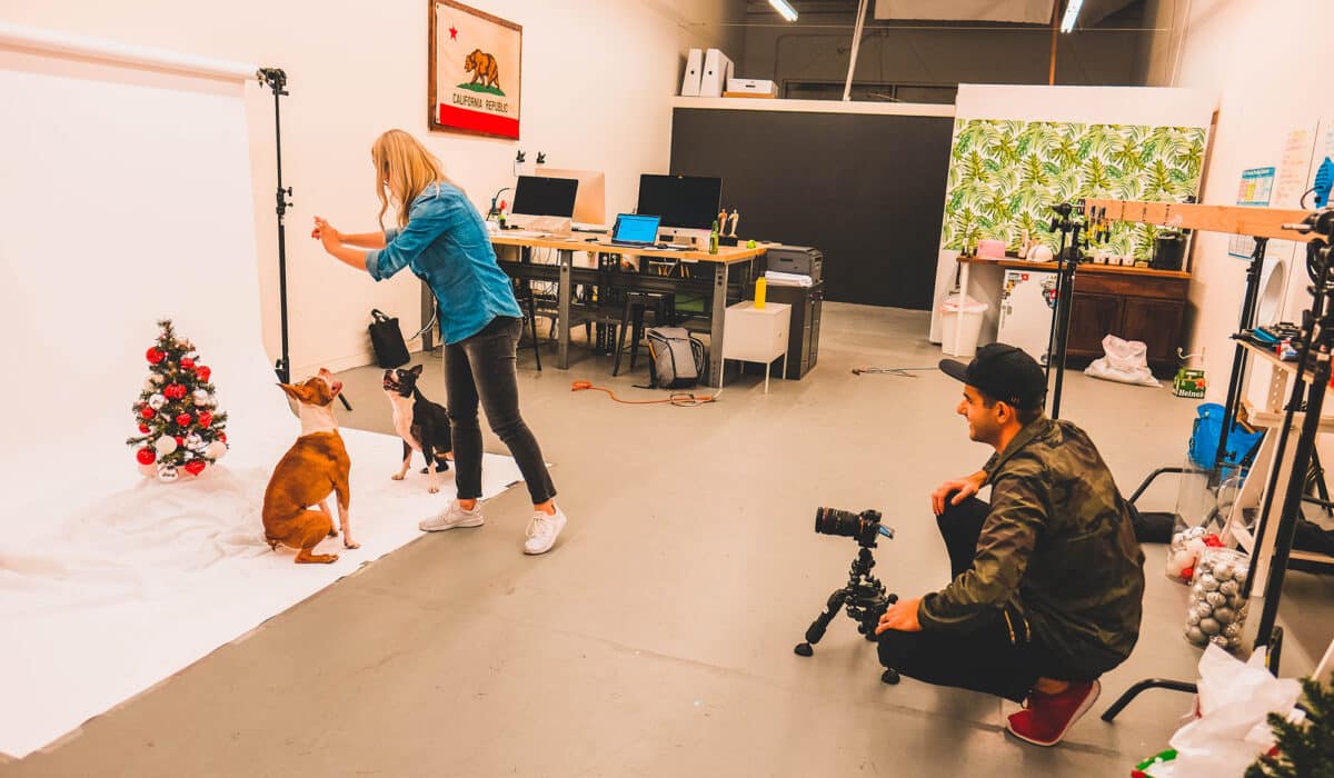 A photography session in progress with two dogs sitting in front of a small Christmas tree while a photographer sets up the shot and a handler gets the dogs' attention.